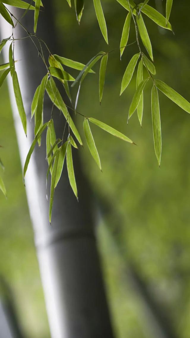 头条问答 - 有没有一些竹子竹叶的高清壁纸?(3个回答)