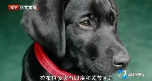 狗和人杂交:为什么觉得狗狗纯种好，而人类混血好？