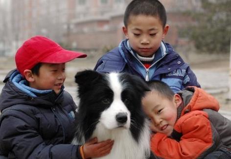 边境牧羊犬性格好吗:家里有小孩可以养边牧吗？