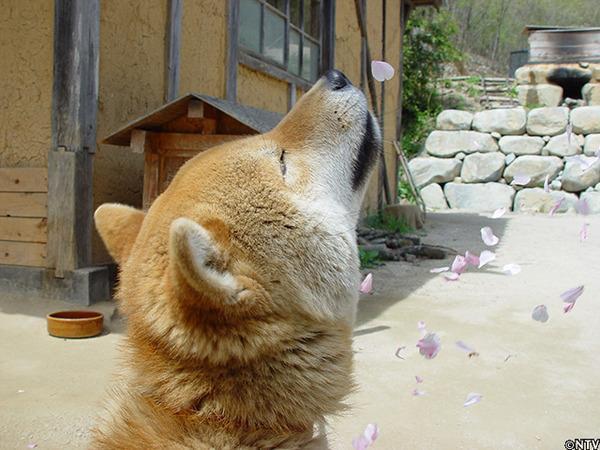保安携哈士奇巡逻笑点爆棚:为什么很多人都讨厌中华田园犬？