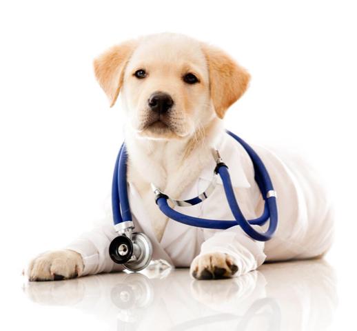 南昌巨贵犬舍:哪种狗狗适合在别墅里养？ 国内知名巨贵犬舍