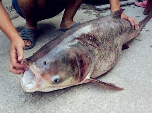 头条问答 - 冬天钓鲢鳙,用水怪浮钓还是底钓?钓多深?(26个回答)