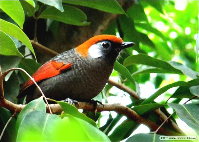 头条问答 - 上联是"山楂花开茶花女",如何对下联?(28个回答)