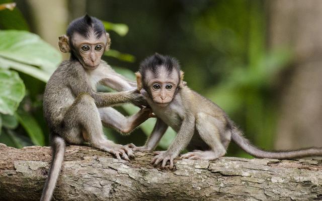 世界上有没有孙悟空，人类从猴子进化而来，为何现在还有猴子
