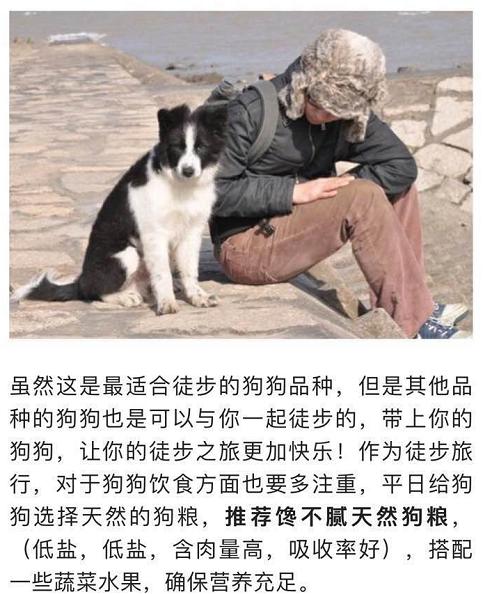 魏玛犬和拉布拉多犬:哪些狗狗适合一起徒步旅行？