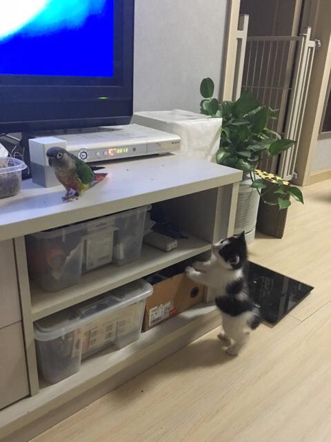 奶牛银斑龙猫怎么分:奶牛猫毛色为什么不浓密？ 龙猫奶牛和银斑的区别求回答