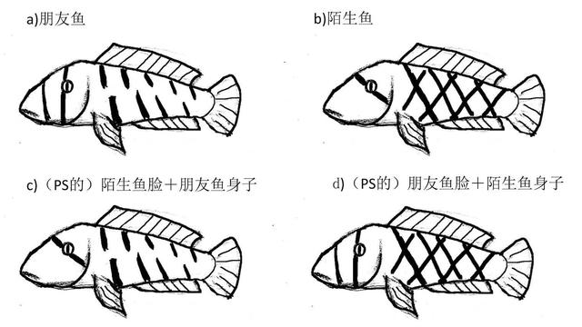 射水鱼技能:人之间靠脸辨认对方，那么动物之间也认脸吗？