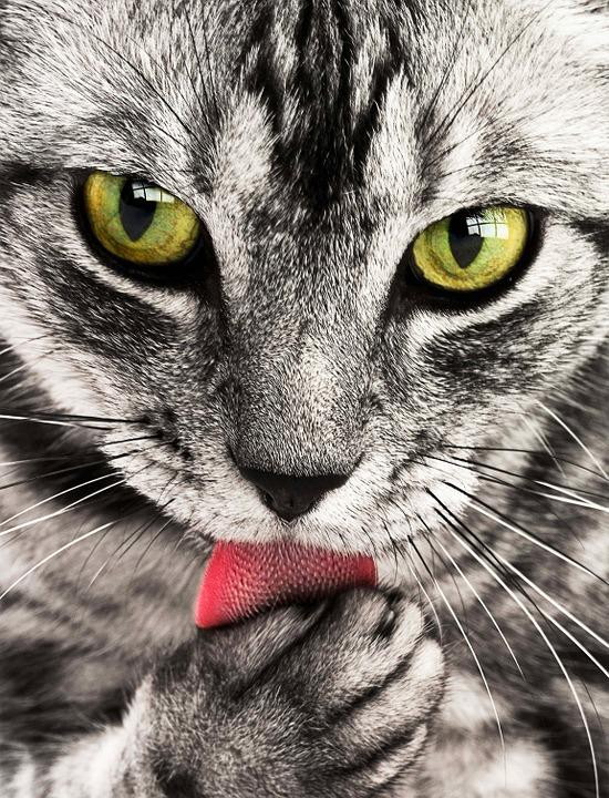 被猫抓伤出血要打针吗:被家猫咬出血需要打针吗？