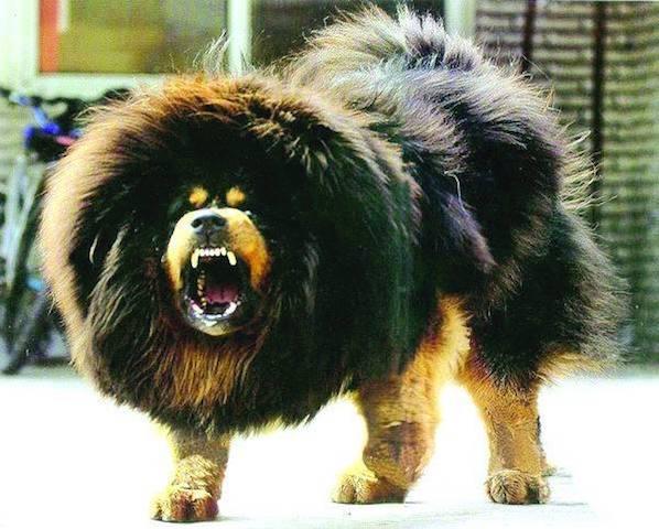 藏 獒:上百万都不卖的藏獒，现在为何沦为流浪犬？