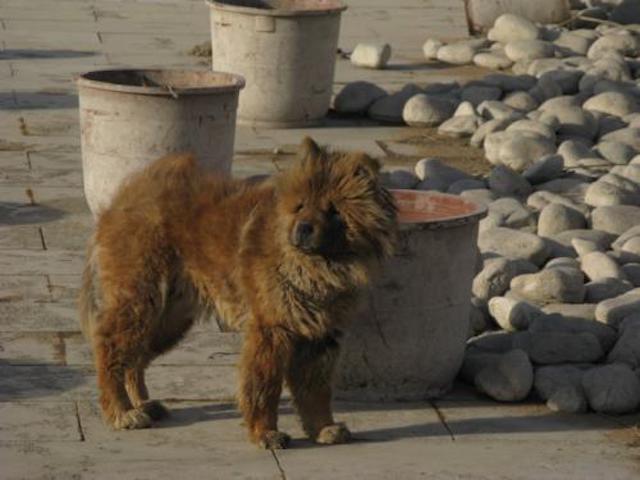 藏 獒:上百万都不卖的藏獒，现在为何沦为流浪犬？