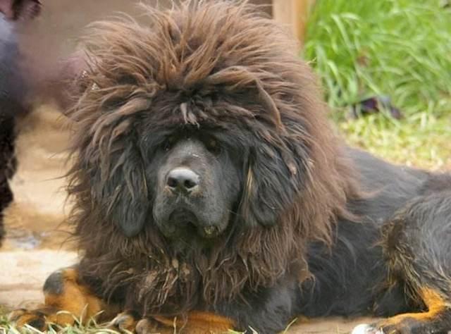 藏 獒:上百万都不卖的藏獒，现在为何沦为流浪犬？