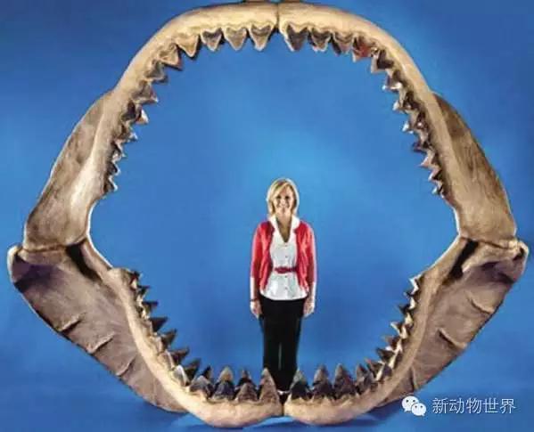 霸王龙的未解之谜，史前噬人巨齿鲨是一种什么动物，为什么连霸王龙都给跪了