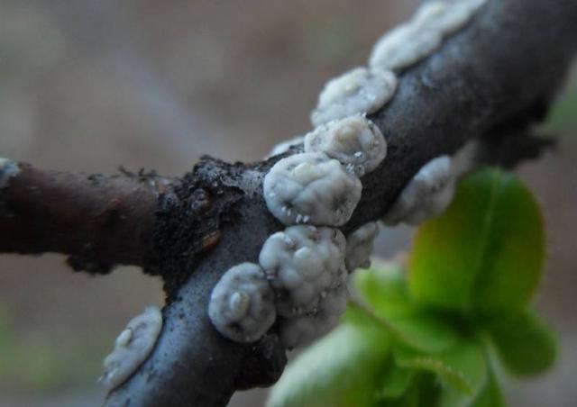 头条问答 - 我家3米的茶花树上长了白色的小虫像贝壳,怎么办?