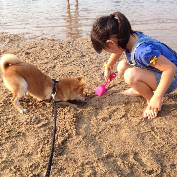 柴犬奇迹物语优酷:有哪部电影或电视曾让你泪流满面？ 柴犬奇迹物语