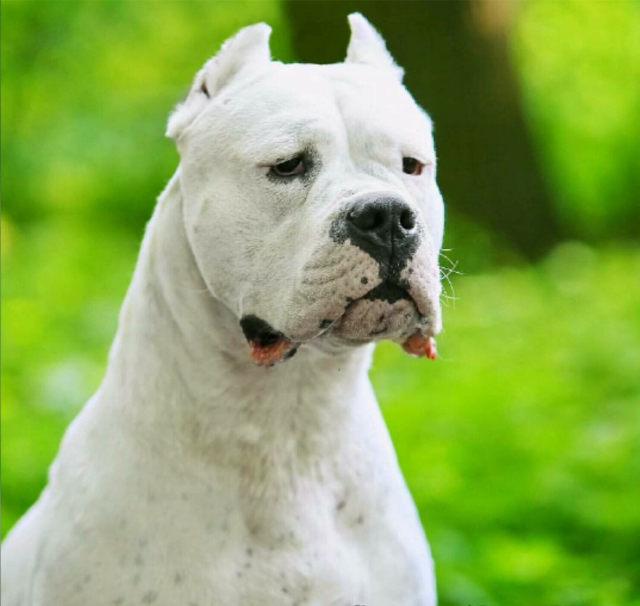 杜高犬真的可以抓野猪吗我有杜高犬但是没试过？