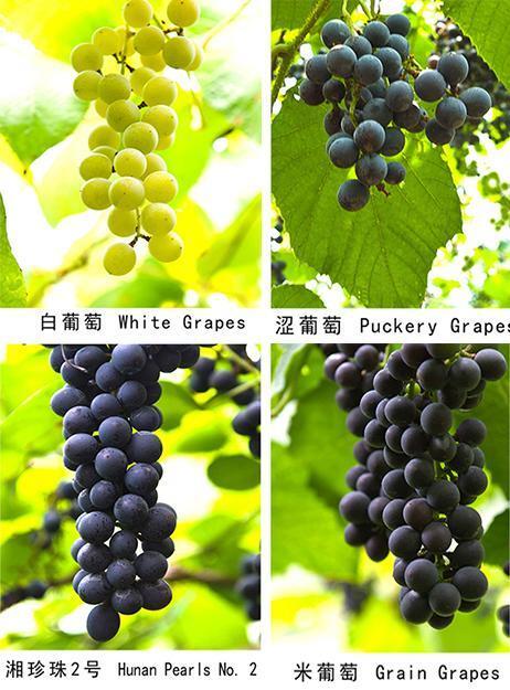 南方葡萄种植技术大全:南方葡萄种植技术 葡萄苗栽种第一年的种植管理技术要点？