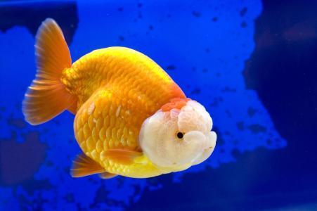 什么金鱼比较适合新手养，什么金鱼比较好养，适合新手？
