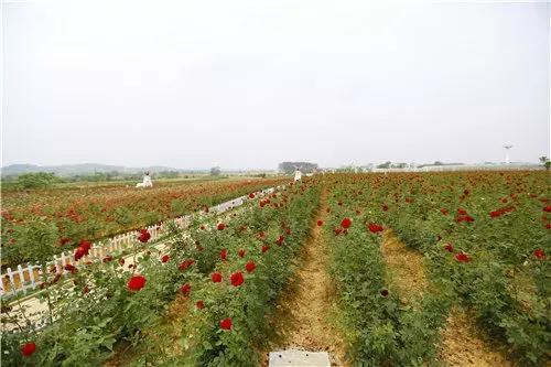 南宁邕江一桥灵异事件:八月十五马上到了，南宁附近去哪里赏月比较有意境