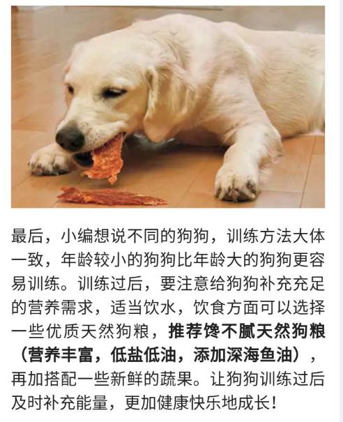 狗狗向前冲:为什么带狗狗去遛弯，狗狗就会回头看下主人呢？