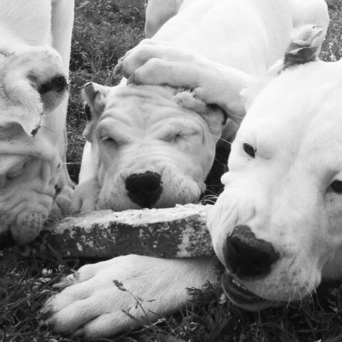 舟山斯巴达罗威纳犬舍官网:城市禁止养大型犬，那为什么还有人养金毛和藏獒？ 舟山斯巴达犬业罗威纳价格