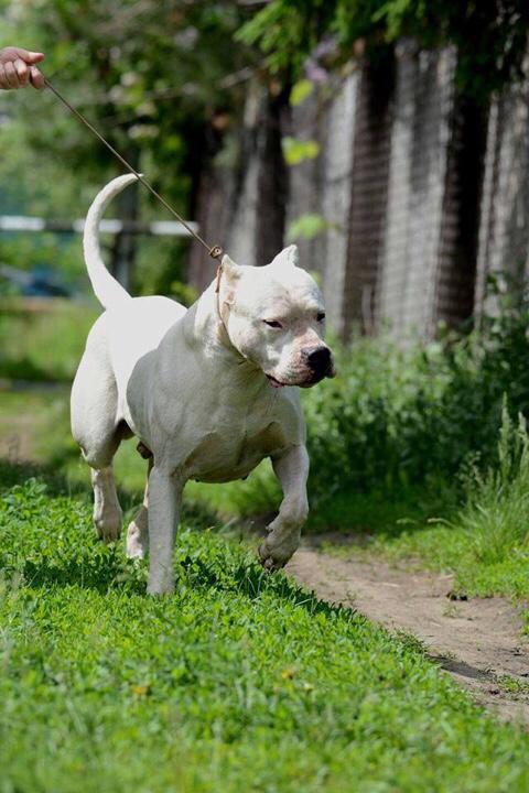 舟山斯巴达罗威纳犬舍官网:城市禁止养大型犬，那为什么还有人养金毛和藏獒？ 舟山斯巴达犬业罗威纳价格