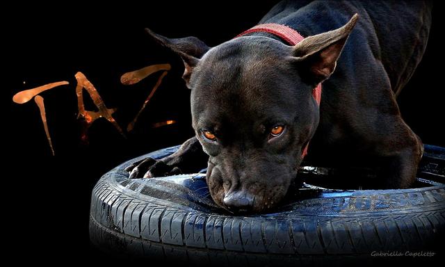 比特犬图片:高加索犬和比特犬哪个更厉害？大家更喜欢哪种犬？ 比特犬图片打架视频