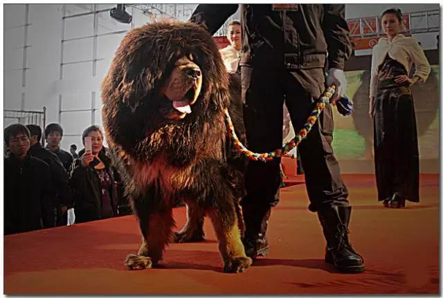 马俊仁藏獒养殖基地好吗:曾经天价的藏獒，为什么现在高原成了流浪狗？ 马俊仁藏獒养殖基地在哪里