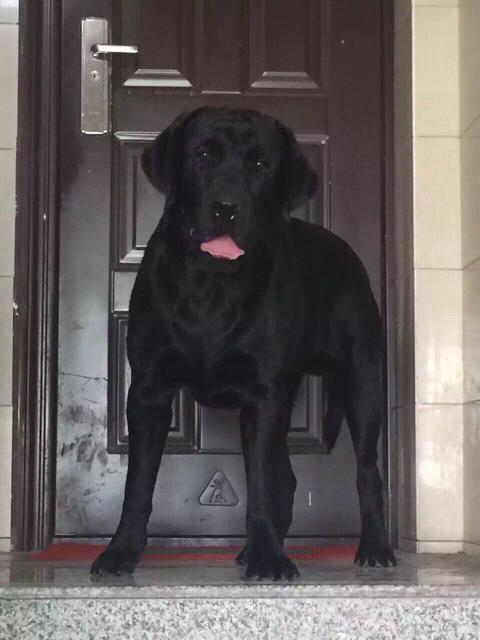 拉不拉多犬幼犬:拉布拉多幼犬吃什么，能吃肉吗？ 拉布拉多犬幼犬