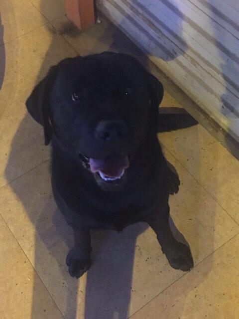 拉不拉多犬幼犬:拉布拉多幼犬吃什么，能吃肉吗？ 拉布拉多犬幼犬