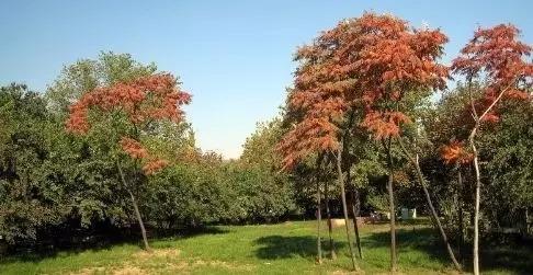 石家庄有什么景点？