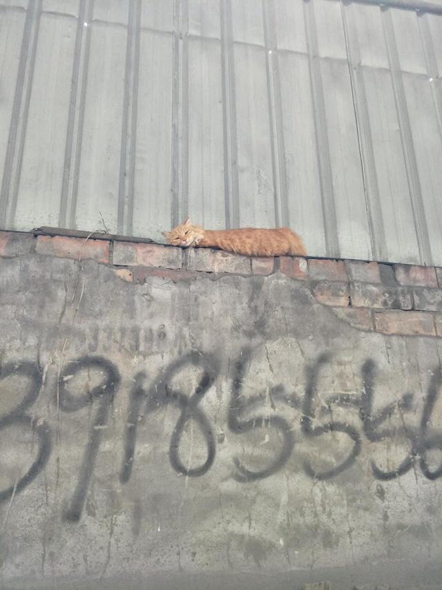 褴褛猫吧:网友养了只田园猫被养蓝猫的同学嫌弃，不是品种猫真的就差吗？