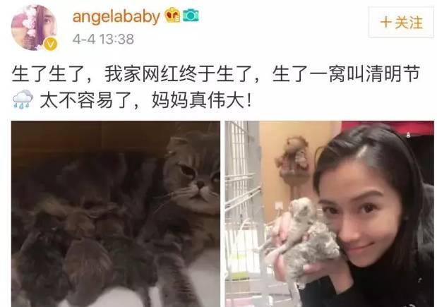 动物星球之猫:动物星球之猫小班教案 娱乐圈有哪些十分喜欢小动物的明星？