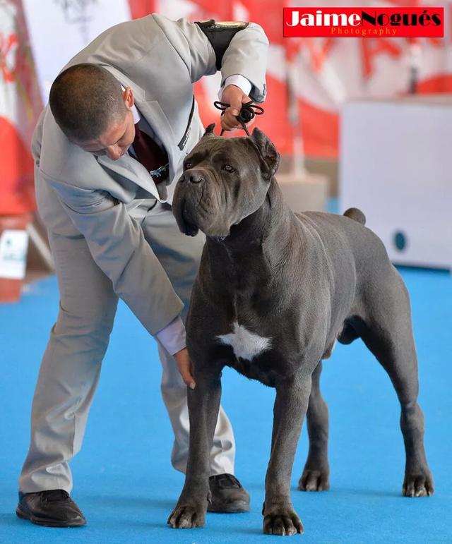 中小型短毛家庭护卫犬有哪几类:适合家养中小型短毛护卫犬 家里有儿童，适合养哪几种狗？