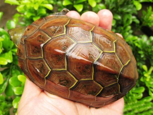 巴西龟腐甲病用什么药:乌龟烂壳病，背甲烂了一个米粒大小的洞，已经烂透了，怎么办？