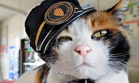 激色猫:身上有三种花色的猫都是母猫，这是真的吗？