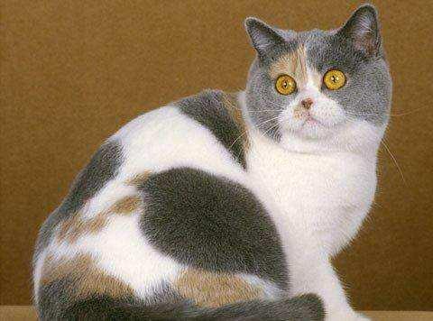激色猫:身上有三种花色的猫都是母猫，这是真的吗？
