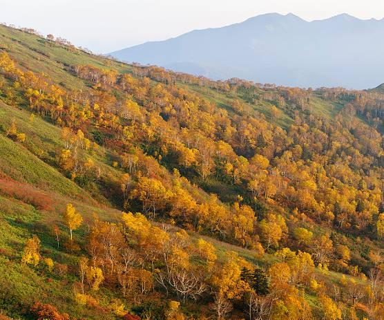 头条问答 日本九月能看到枫叶吗 2个回答