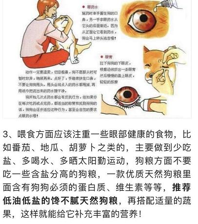 头条问答 - 博美犬有泪痕怎么办?(46个回答)