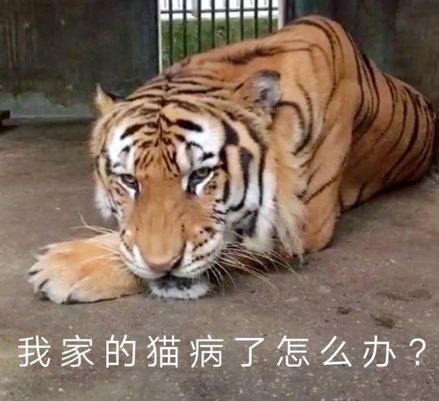 猴王是哪里人？