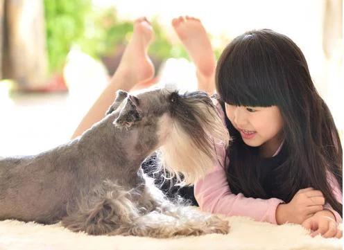 犬饲先生养狗记优酷:做为一名养狗人，应该做好哪些事？ 犬饲先生养狗记电影在线观看
