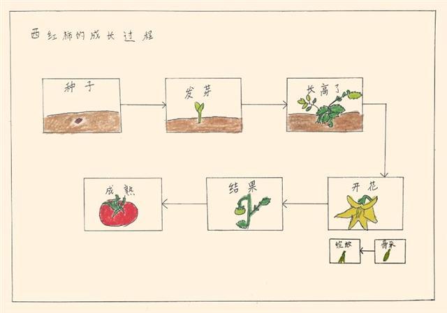 云端小学开启足球第一课，如何教会孩子使用思维导图学习