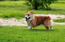 法兰德斯牧牛犬冠军:狗界中你觉得哪些狗狗最萌最可爱呢？ 法兰德斯牧牛犬