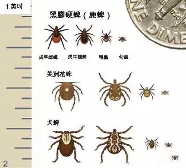 怎么去除狗狗身上的虫？