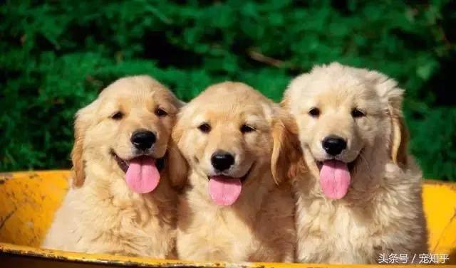 头条问答 犬瘟怎么治 姑苏谈狗的回答 0赞