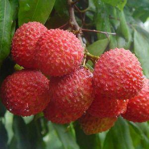 玉林荔枝狗肉节由来:广西玉林为什么要办一个狗肉节？ 玉林的狗肉节的来历