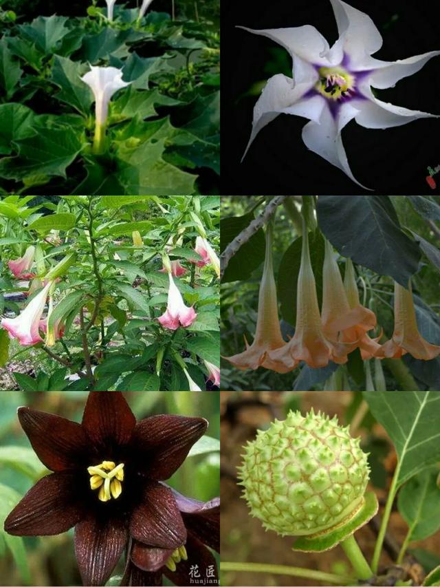 曼陀罗花闻多了会"致命"吗?