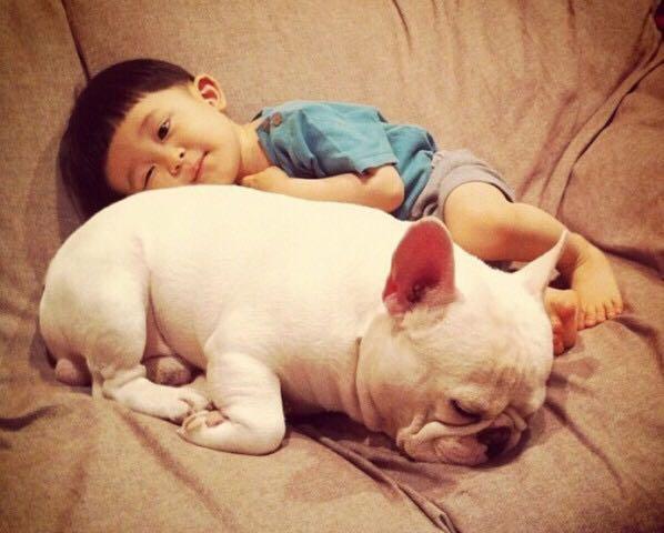 傻乎乎的圣伯纳德犬图片:狗为什么看起来傻乎乎的，尤其是小时候的狗？