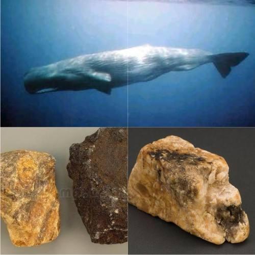 龙涎香是鲸鱼大便吗，古人有哪些然并卵用的发明