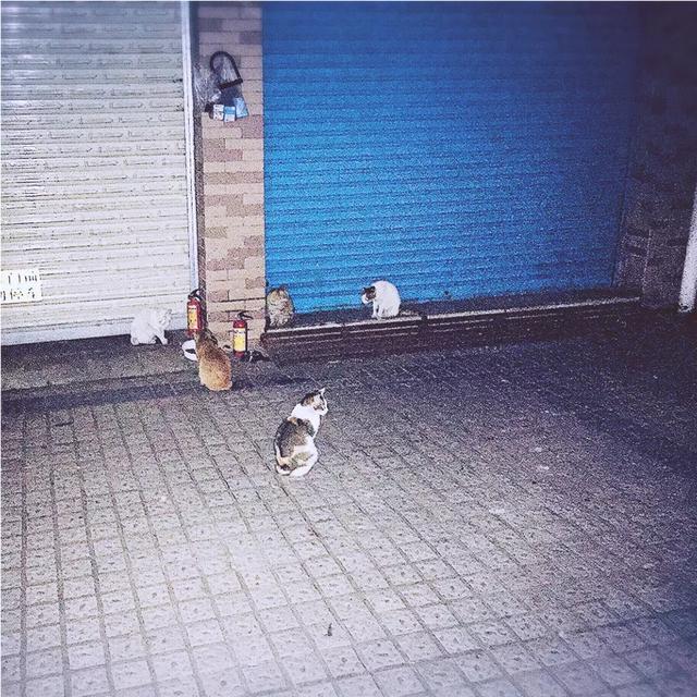关于流浪狗和流浪猫感悟:养一只捡来的流浪猫或者流浪狗是种什么体验？ 关于流浪狗和流浪猫感悟