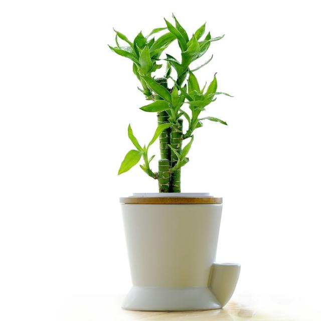 草本植物有哪些:家里种植什么大型植物最好看？